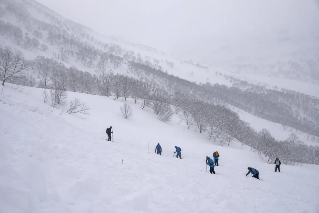 Group practising an avalanche probe line on a snowy slope in the Niseko backcountry