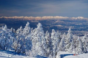 Snow-covered trees at Shiga Kogen with the Northern Japan Alps on the horizon