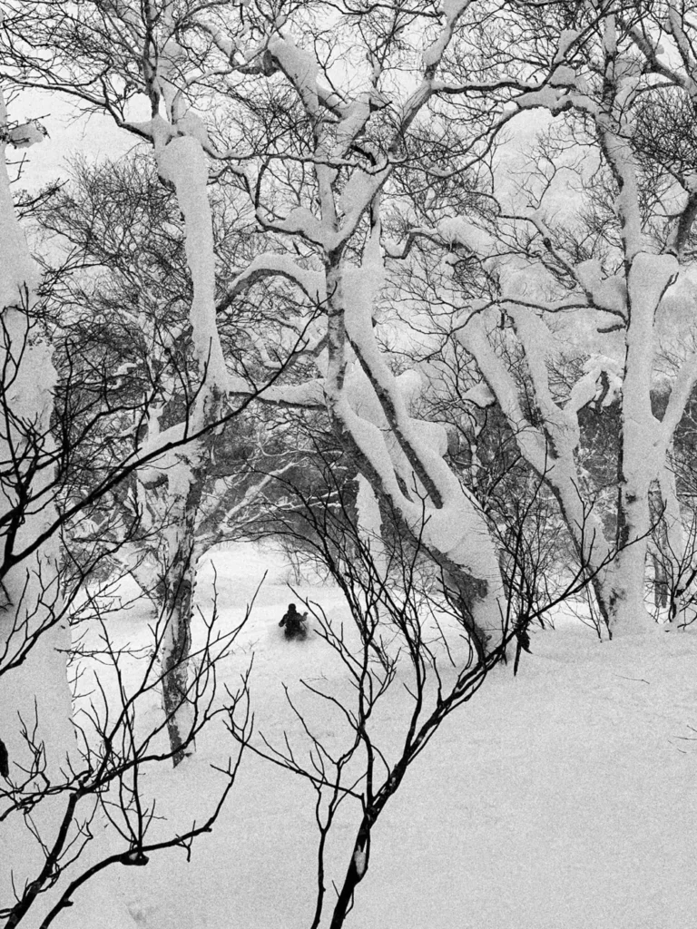 Snowboarder small in the distance riding through a tunnel of snow-covered birch trees