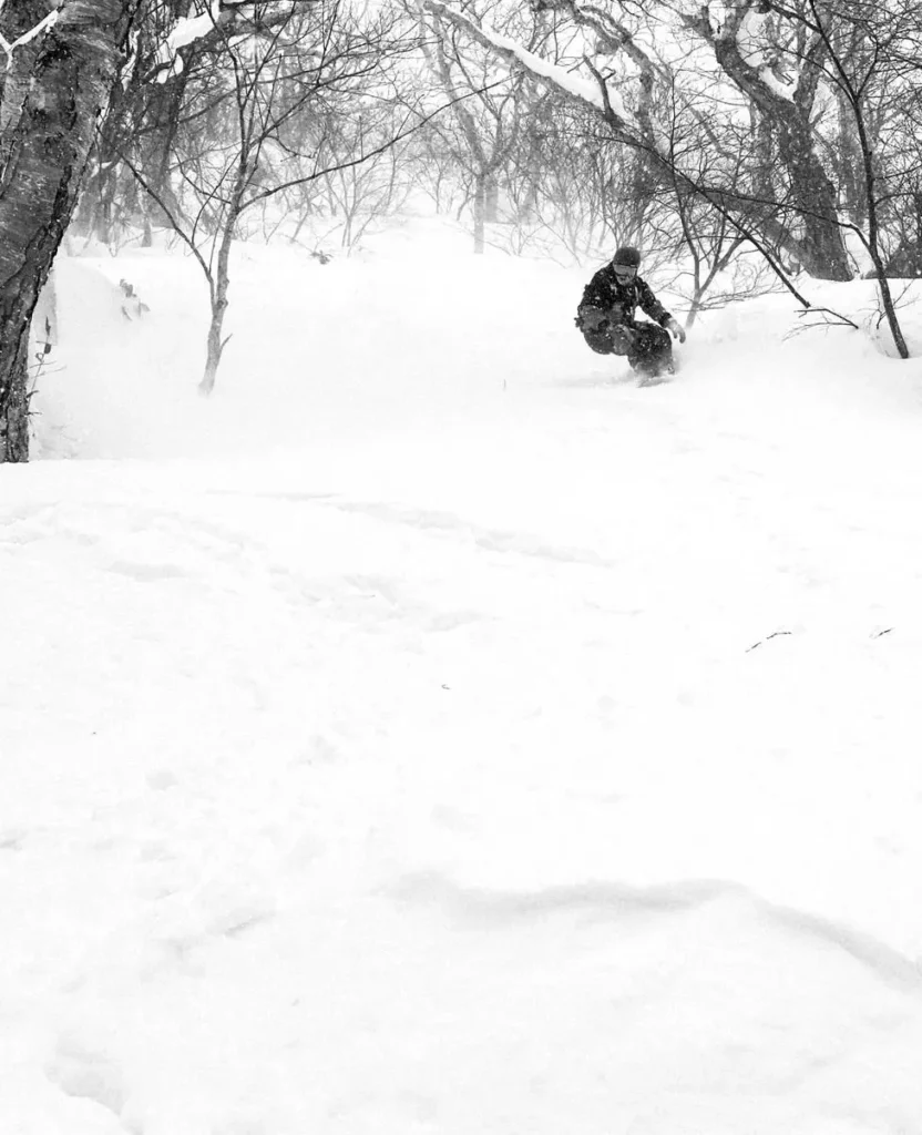 Snowboarder riding light powder in an open birch forest in Hokkaido